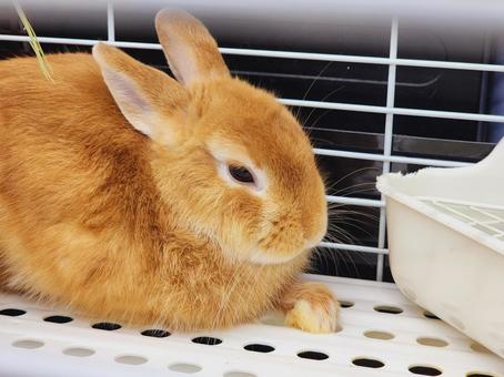 ネザーランドドワーフ ネザーランドドワーフ,うさぎ,ウサギの写真素材