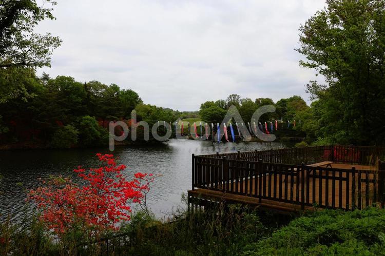 ４月下旬の公園のつつじと鯉のぼりと池 つつじ,花,赤の写真素材