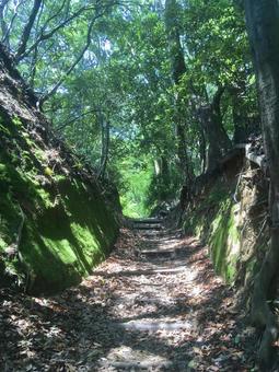 木漏れ日の山道 山道,山,森林の写真素材