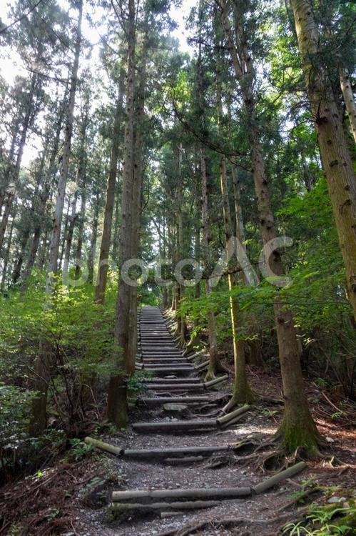 山の中の木の階段 風景,自然,日本の写真素材