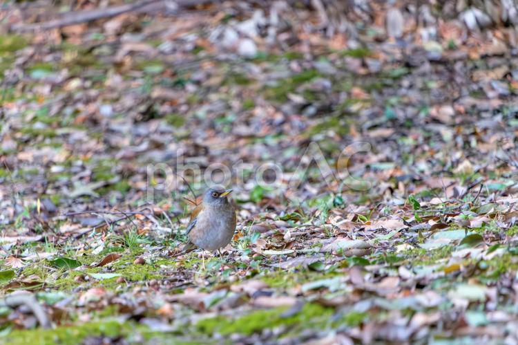 枯葉の上で休むシロハラ シロハラ,鳥,野鳥の写真素材