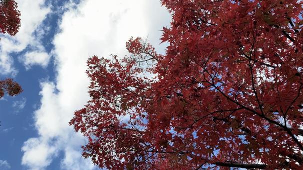 紅葉 素材 紅葉 素材の写真