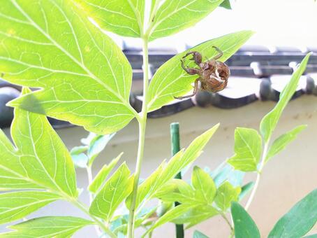Cicada Nugara Summer Vacation, JPG Cicada Nugara Summer Vacation, JPG