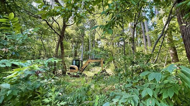 Photo, illegal development, forest cutting, woods, 