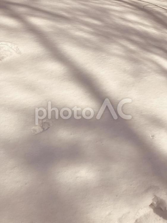 雪と影と木 雪,影,木の写真素材