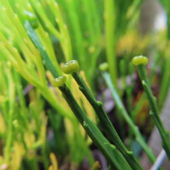 マツバラン（松葉蘭） マツバラン,松葉蘭,花の写真素材