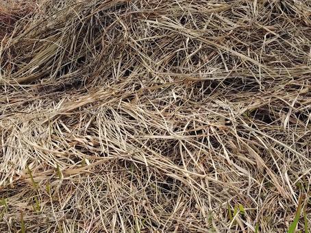 枯草のクローズアップ 藁,干す,枯れたの写真素材