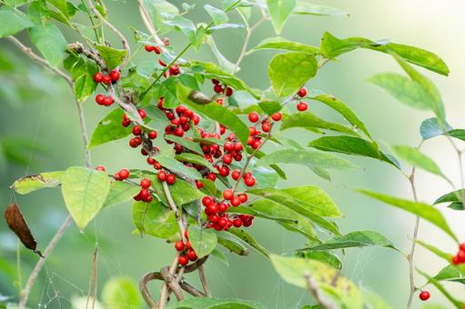 ウメモドキの実⑴ ウメモドキの実⑴ 実,ウメモドキ,オオバウメモドキの写真素材