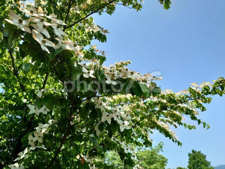青空と咲く花ヤマボウシ 白色,花,ヤマボウシの写真素材