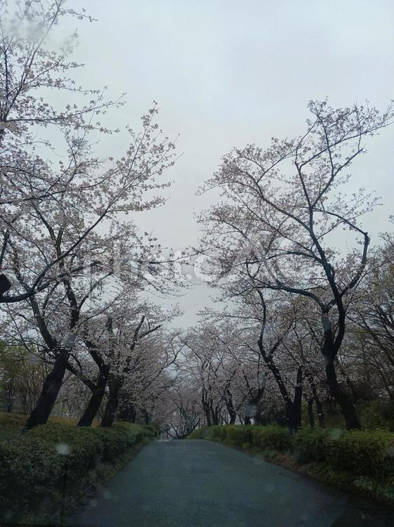 桜のトンネルが続く静かな並木道春の風景 桜,花見,春の写真素材