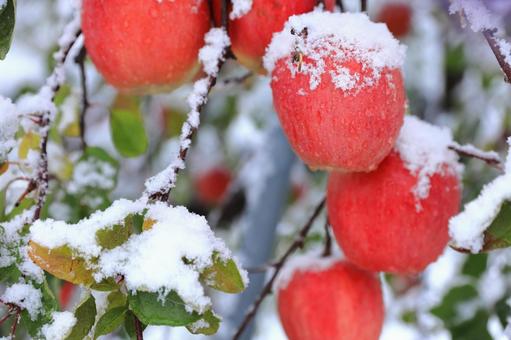 雪のかぶったふじリンゴ 雪,冬,自然の写真素材
