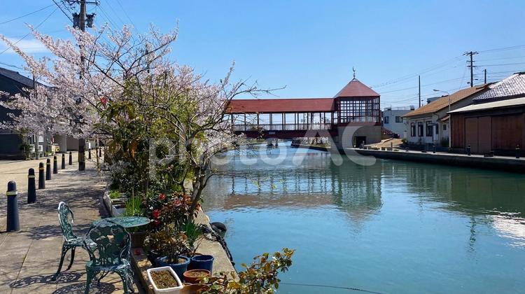 内川の桜と東橋（新湊） 桜,川,内川の写真素材