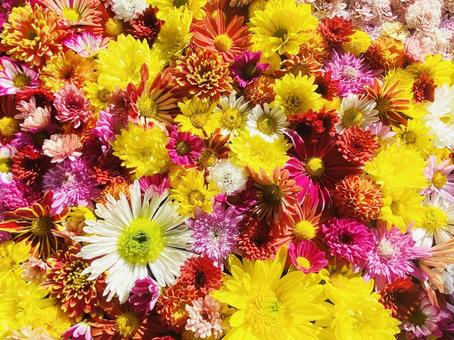 菊の宴・その2 菊,小菊,水中花の写真素材