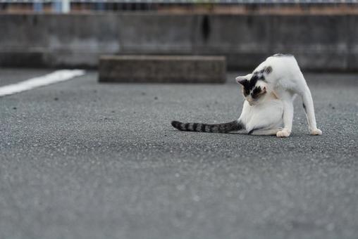 毛繕いをする牛柄猫 牛柄猫,ハチワレ猫,地域猫の写真素材
