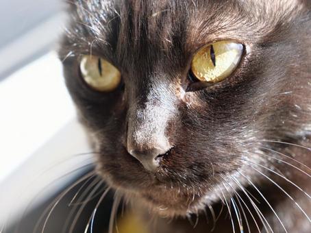 黒い野良猫のアップショット 黒い野良猫のアップショットの写真