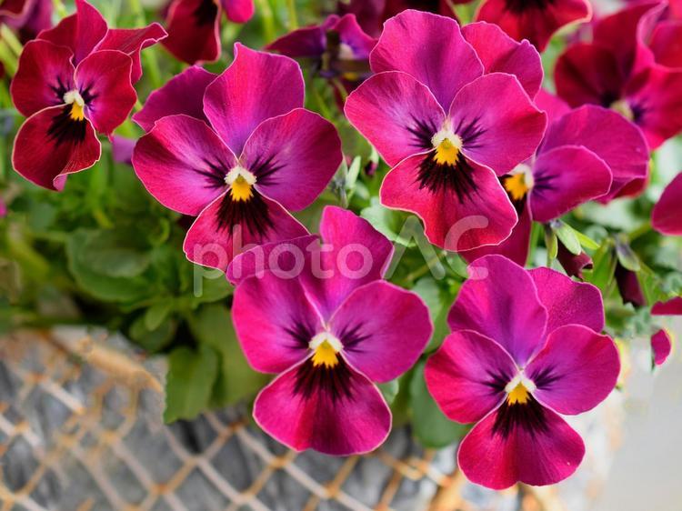 パンジーの鉢植え、ビオラの鉢植え、園芸 パンジー,ビオラ,花の写真素材