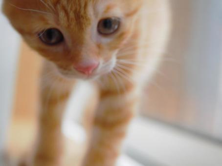 何かが気になっている子猫 何かが気になっている子猫 ねこ,茶トラ,ネコの写真素材
