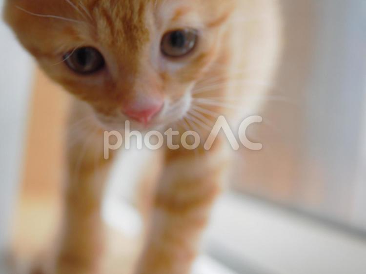 何かが気になっている子猫 ねこ,茶トラ,ネコの写真素材