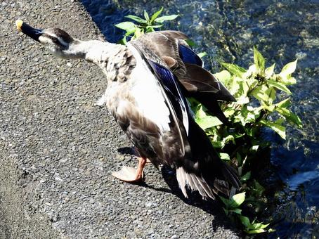 川辺でポーズをとるカモ 川辺でポーズをとるカモ 鳥,野鳥,カモの写真素材
