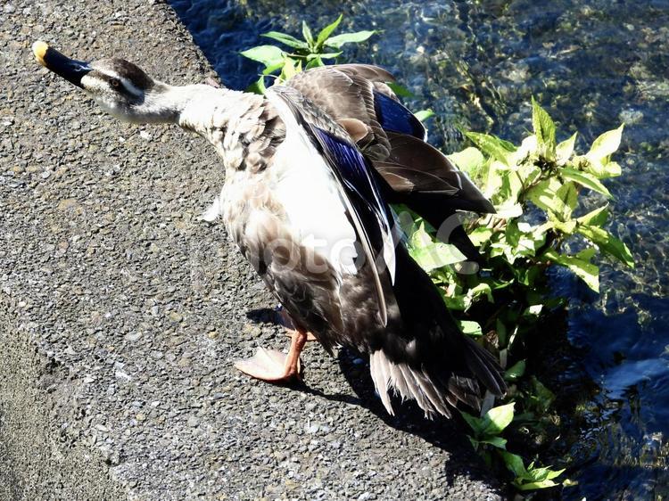 川辺でポーズをとるカモ 鳥,野鳥,カモの写真素材