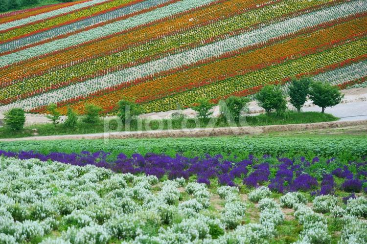 夏、美瑛の丘。北海道、日本。７月下旬。 美瑛,北海道,道央の写真素材