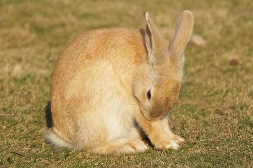広島県大久野島の茶色のウサギ2 うさぎ,兎,卯の写真素材