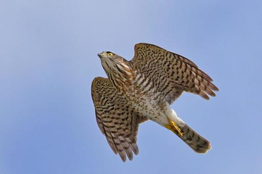 秋晴れの空を飛ぶツミの幼鳥 ツミ,雀鷹,幼鳥の写真素材
