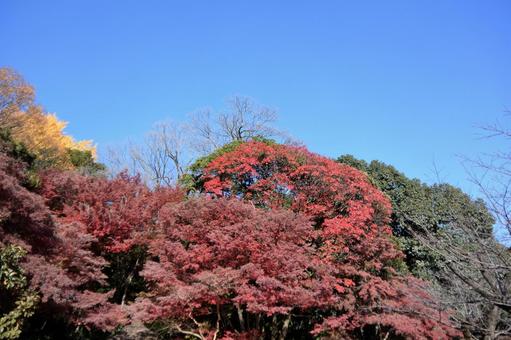紅葉 小石川後楽園,東京都,紅葉の写真素材