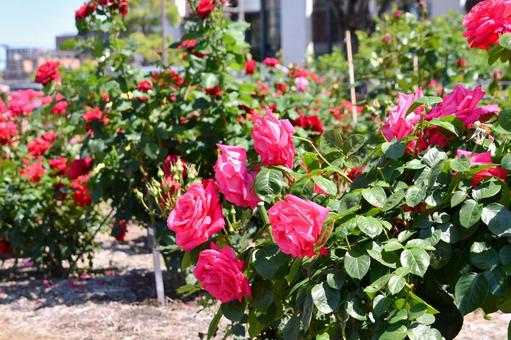 薔薇 マリアカラス 薔薇 マリアカラス 薔薇,マリアカラス,花の写真素材