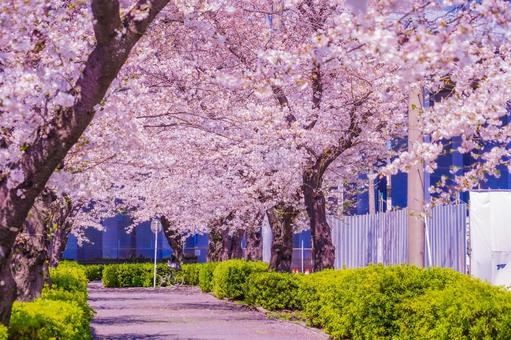 青葉区桜トンネル 桜,満開,青葉区の写真素材