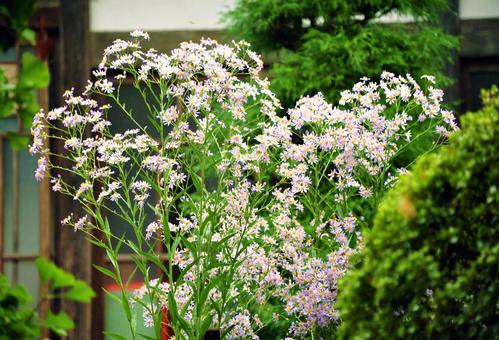 ピンクの花 ピンクの花の写真