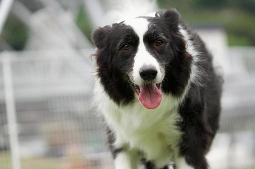 ボーダーコリーのポートレートの写真