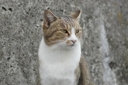 ねこ ねこ にゃんこ,可愛い,野良猫の写真素材