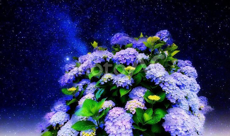 イメージ素材/紫の紫陽花の花と星空 紫陽花,紫色,星空の写真素材