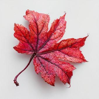 鮮やかな秋の紅葉のクローズアップ 鮮やかな秋の紅葉のクローズアップの写真