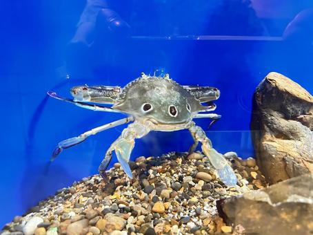 水族館 水族館 魚,海の生き物,お魚の写真素材