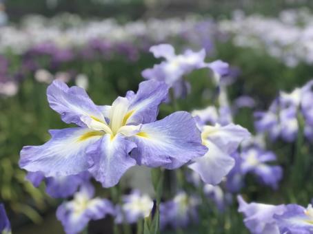 flower flowerの写真