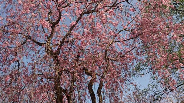 春の花・桜（枝垂桜） 桜,景色,春の写真素材