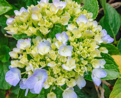 華麗なアジサイの花5 華麗なアジサイの花5の写真