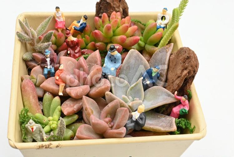 多肉植物とミニチュアフィギュア 多肉植物,多肉,小物の写真素材