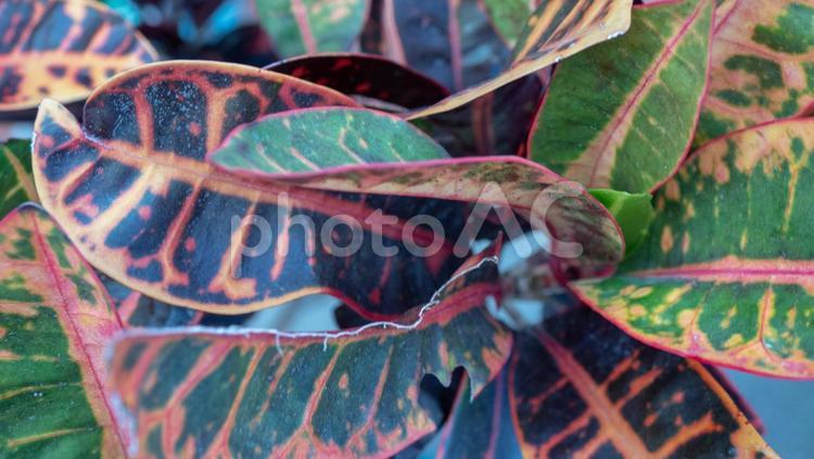 南国で見る植物 南国,植物,緑の写真素材