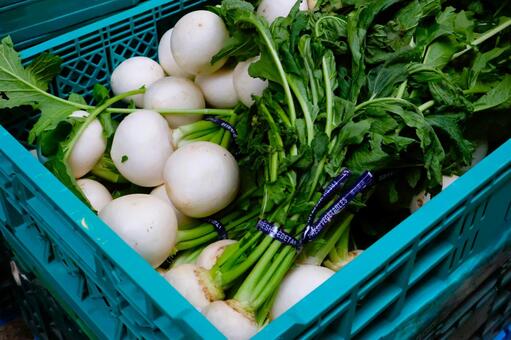新鮮なかぶ　冬野菜　産直 かぶ,蕪,新鮮の写真素材