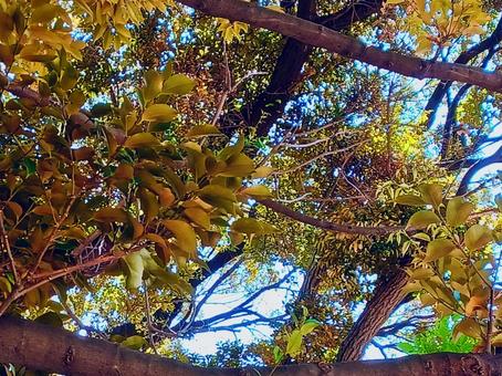 秋がくる 秋がくるの写真