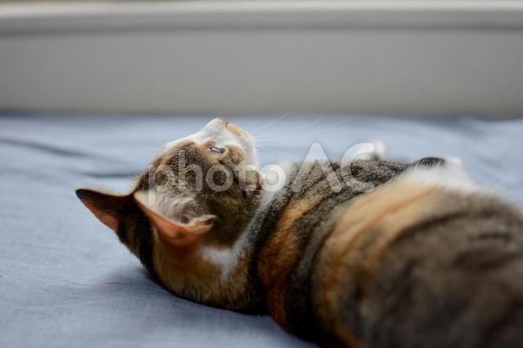 布団の上でくつろいでいる三毛猫 猫,ネコ,ねこの写真素材