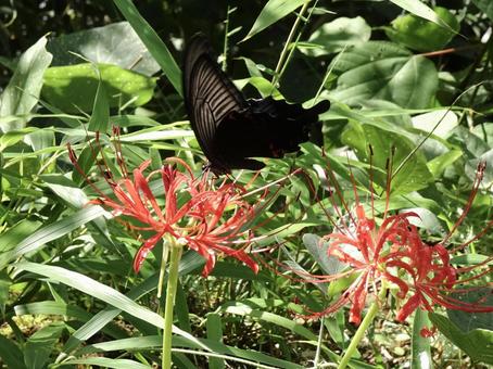 黒いアゲハ蝶と彼岸花 黒いアゲハ蝶と彼岸花 アゲハ蝶,彼岸花,花の写真素材