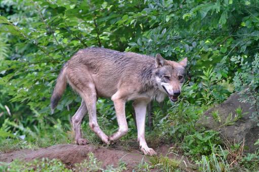 雨の中走るタイリクオオカミ① 雨の中走るタイリクオオカミ①の写真