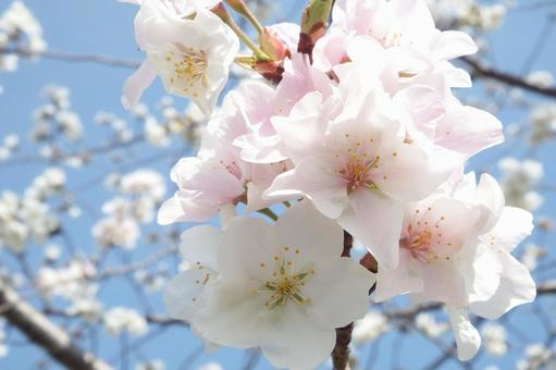 桜1 桜1の写真