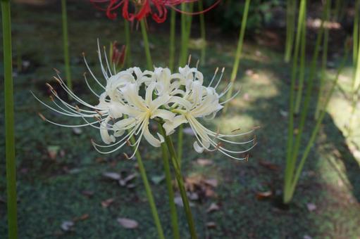 White spider lily, JPG White spider lily, JPG