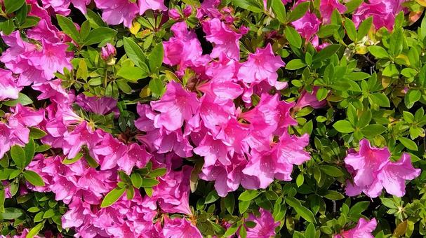 ツツジの花 ツツジの花 ツツジ,ピンク,春の写真素材