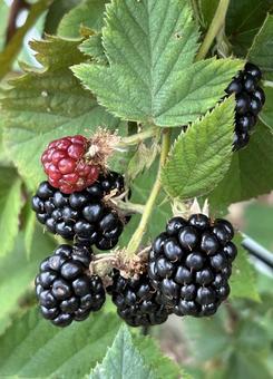 Photo, blackberry, berry, jam, 